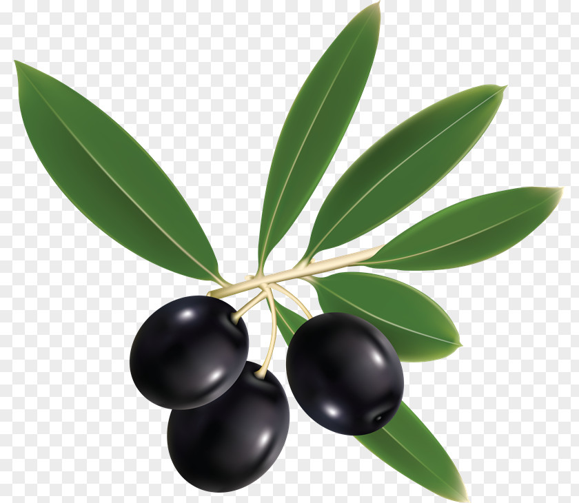 Tata Ace Olive Leaf Mediterranean Cuisine Clip Art PNG