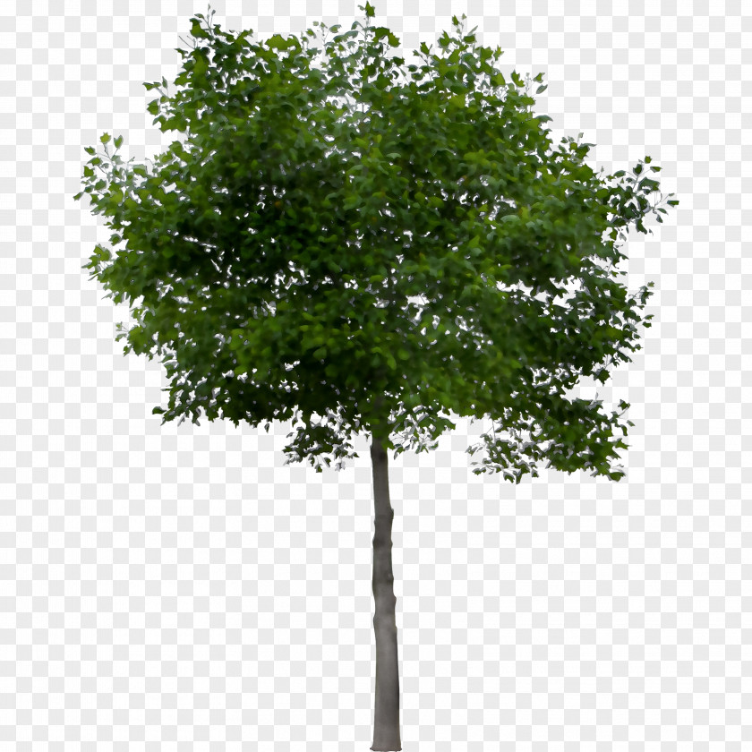 Tree Fraxinus Americana Stock Photography Tilia Cordata Image PNG