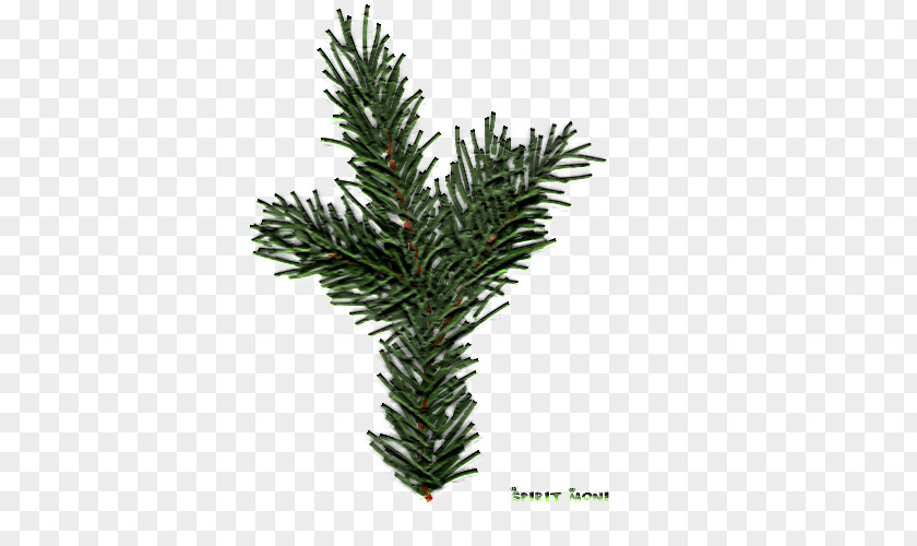 Tree Spruce Fir Pine English Yew Evergreen PNG