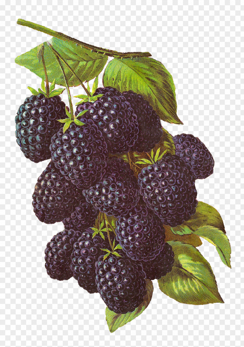 Blackberry BlackBerry Fruit Clip Art PNG