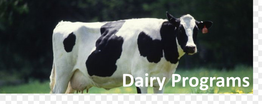 Grazing Goats Holstein Friesian Cattle Milk Hereford Guernsey Angus PNG