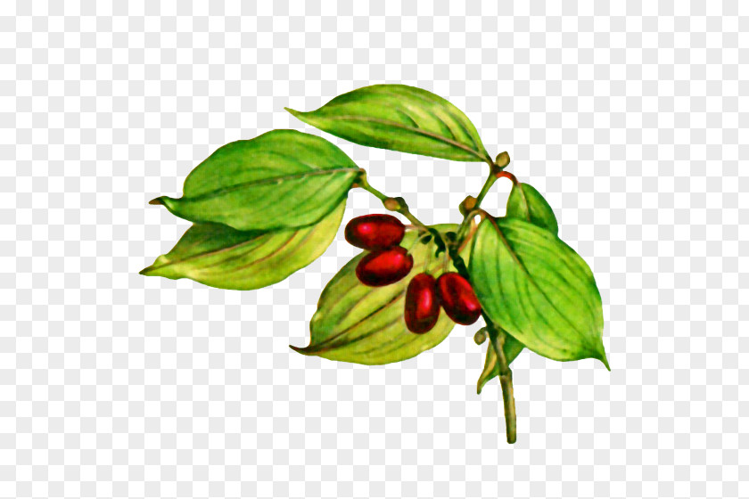 Jujube Fruit Cornelian Cherry Common Dogwood Flowering White PNG