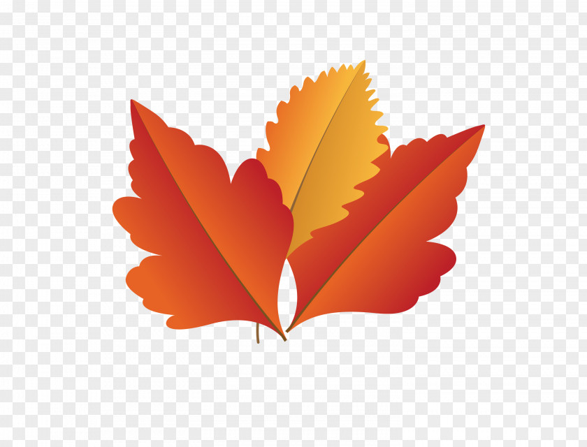 Maple Leaf PNG