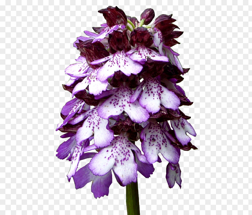 Orchidee 1.2.3 Cut Flowers Violet Petal PNG