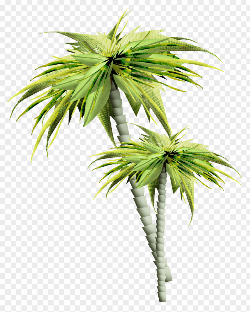 Palm Tree February PNG
