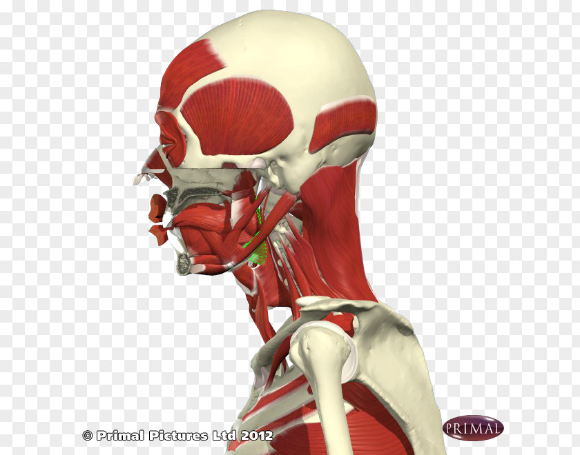 Skeleton Shoulder Figurine Character PNG