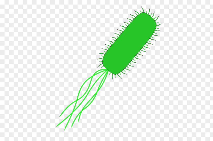 Vector E. Coli Bacteria International Genetically Engineered Machine Clip Art PNG