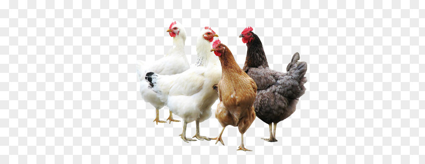 Group Of Chickens PNG of chickens clipart PNG