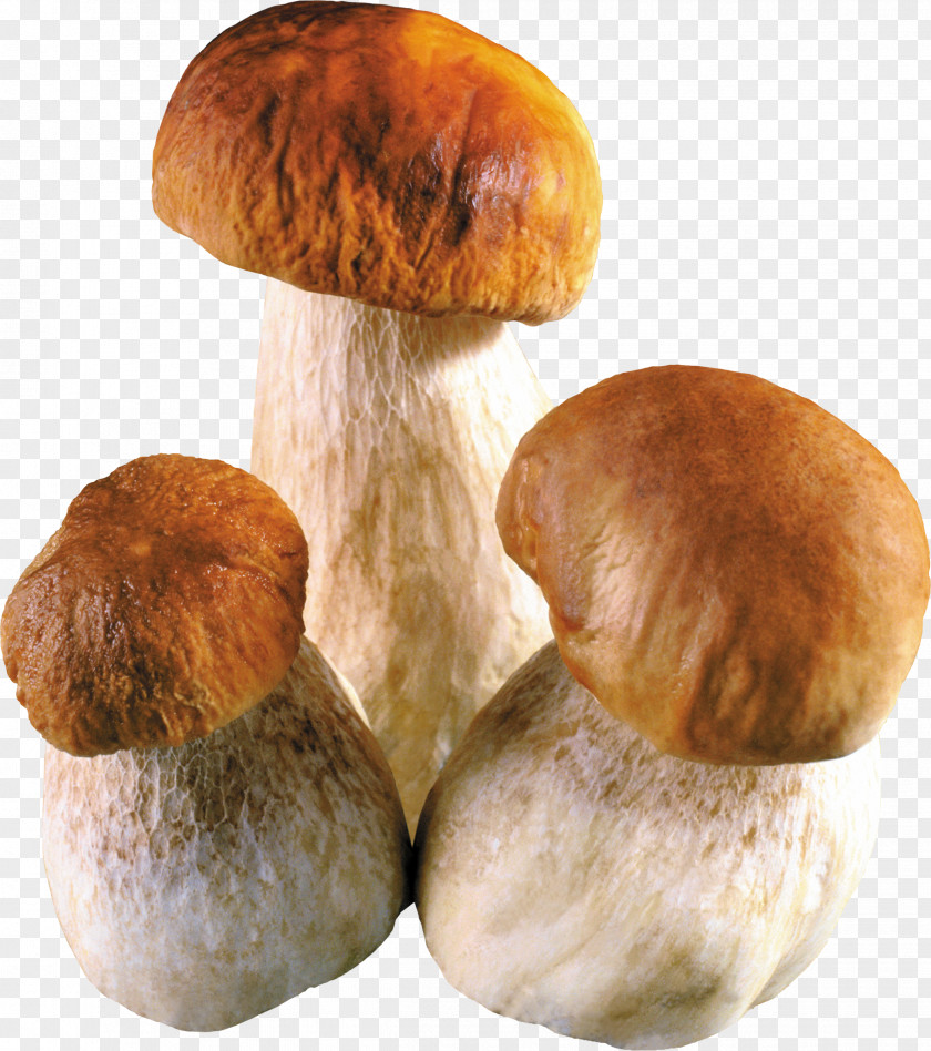 Pizza Fungus Soup Common Mushroom PNG