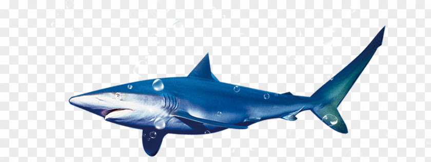 Shark Blue Tiger PNG