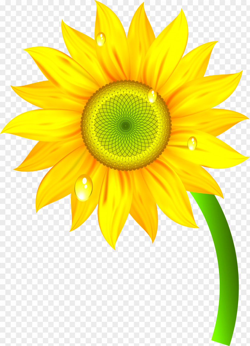 Sunflower Nature Clip Art PNG