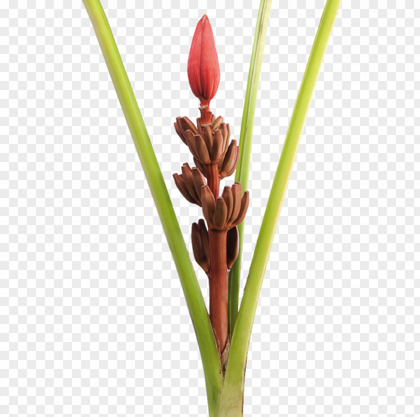 There Are Exotic Musa Ornata Bird Of Paradise Flower Lobster-claws Cooking Banana PNG