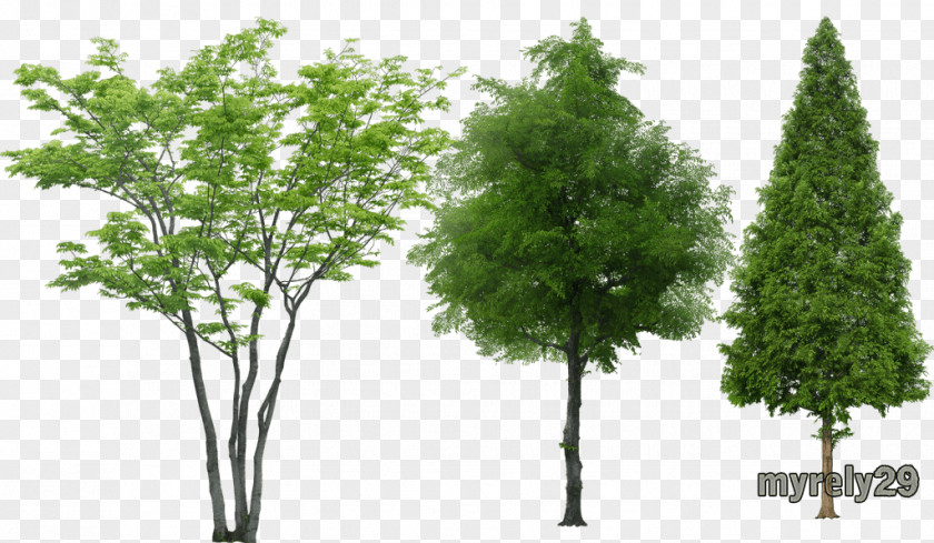 Arbol Tree Rendering Animation PNG
