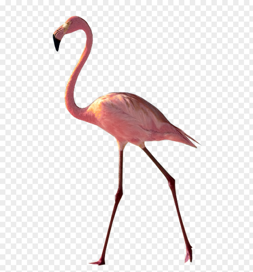 Flamingos United States Bird Greater Flamingo Southern Cassowary PNG
