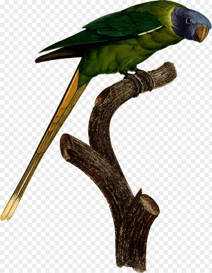 Kiwi Bird Budgerigar T-shirt True Parrot Parakeet PNG