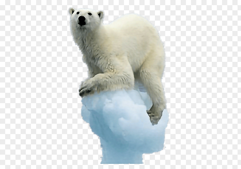 Polar Bear Animal Figure Ice Cap PNG