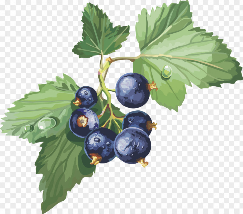 Vector Blueberry Blackcurrant Frutti Di Bosco Gooseberry Redcurrant Clip Art PNG