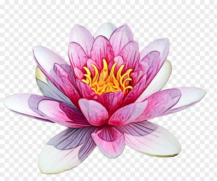 Water Lily Plant Lotus PNG