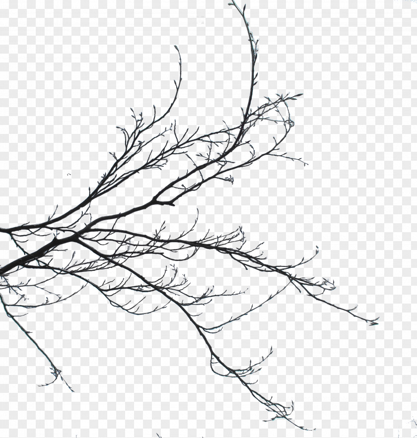 Abandoned Pattern Twig Branch Bud Sketch Plant Stem PNG
