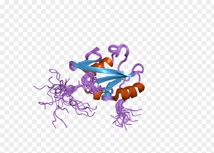 Butterfly VAV2 Guanine Nucleotide Exchange Factor PNG