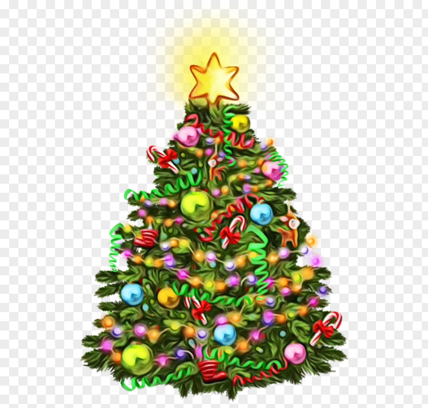 Conifer Christmas Tree PNG