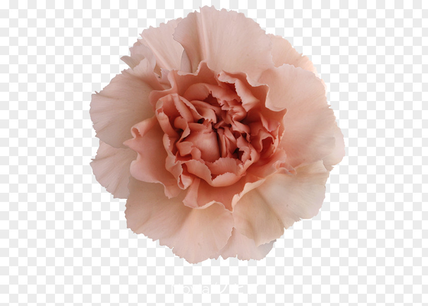 Crimson Viper Cabbage Rose Carnation Cut Flowers Pink Petal PNG