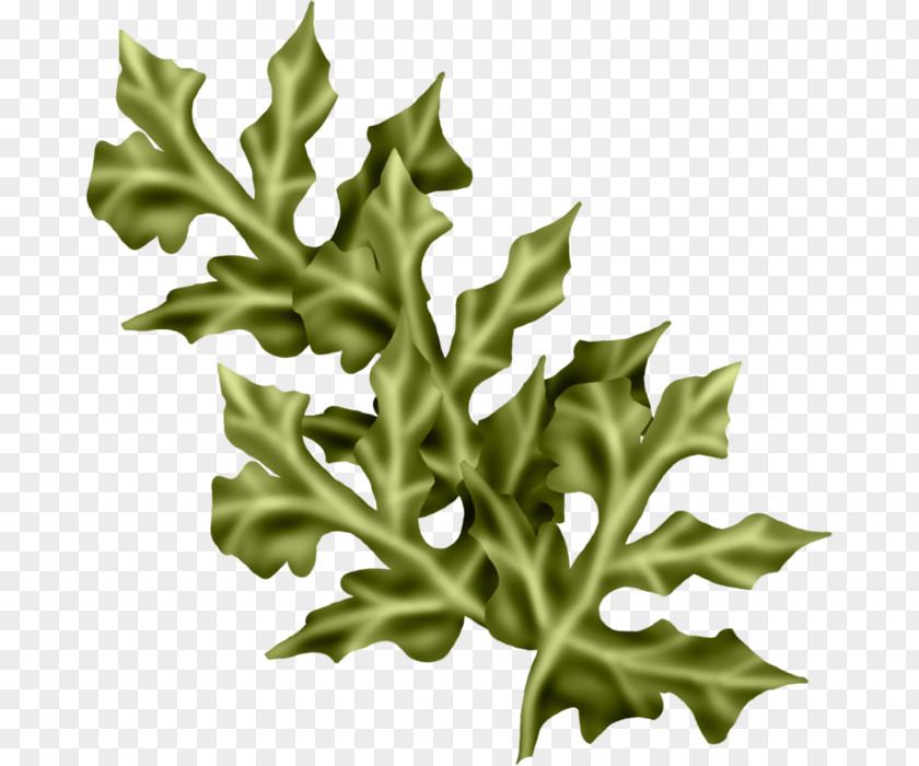 Leaf Plant Stem Vascular PNG