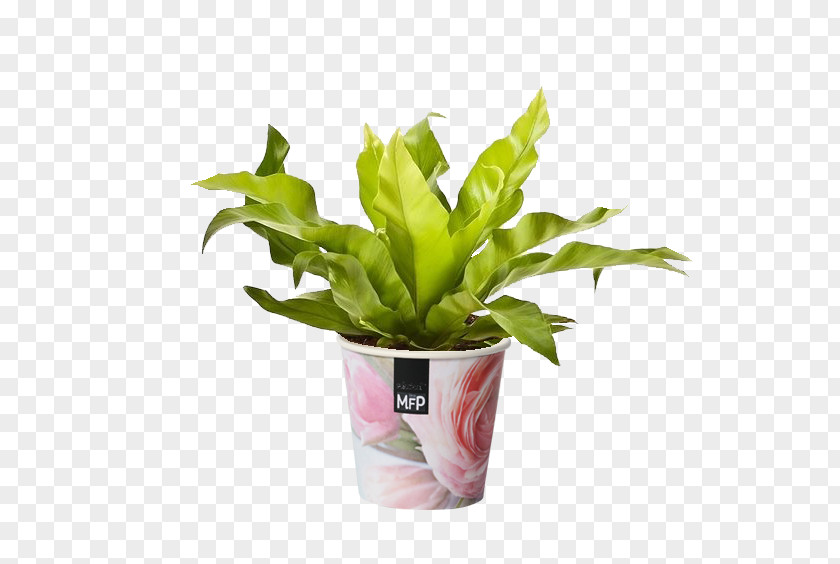 Plants Asplenium Antiquum Houseplant Flowerpot Leaf PNG