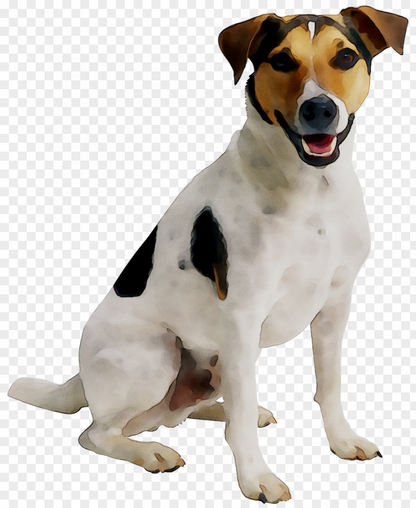 Puppy Cat Jack Russell Terrier Pet Sitting Dog Daycare PNG