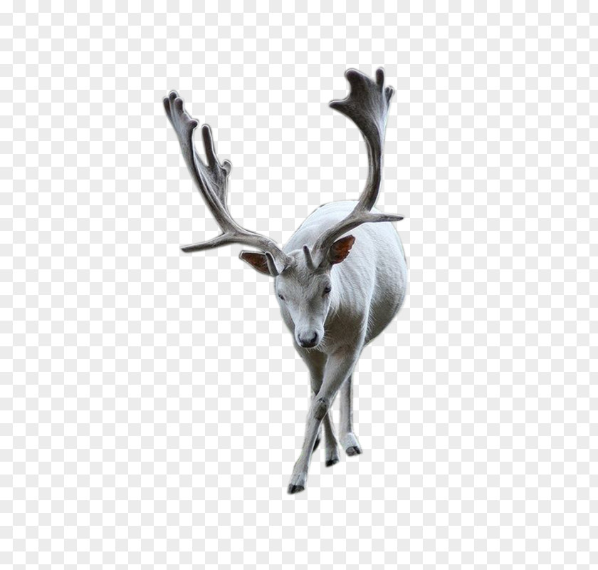 Reindeer Material Pxe8re Davids Deer Download PNG