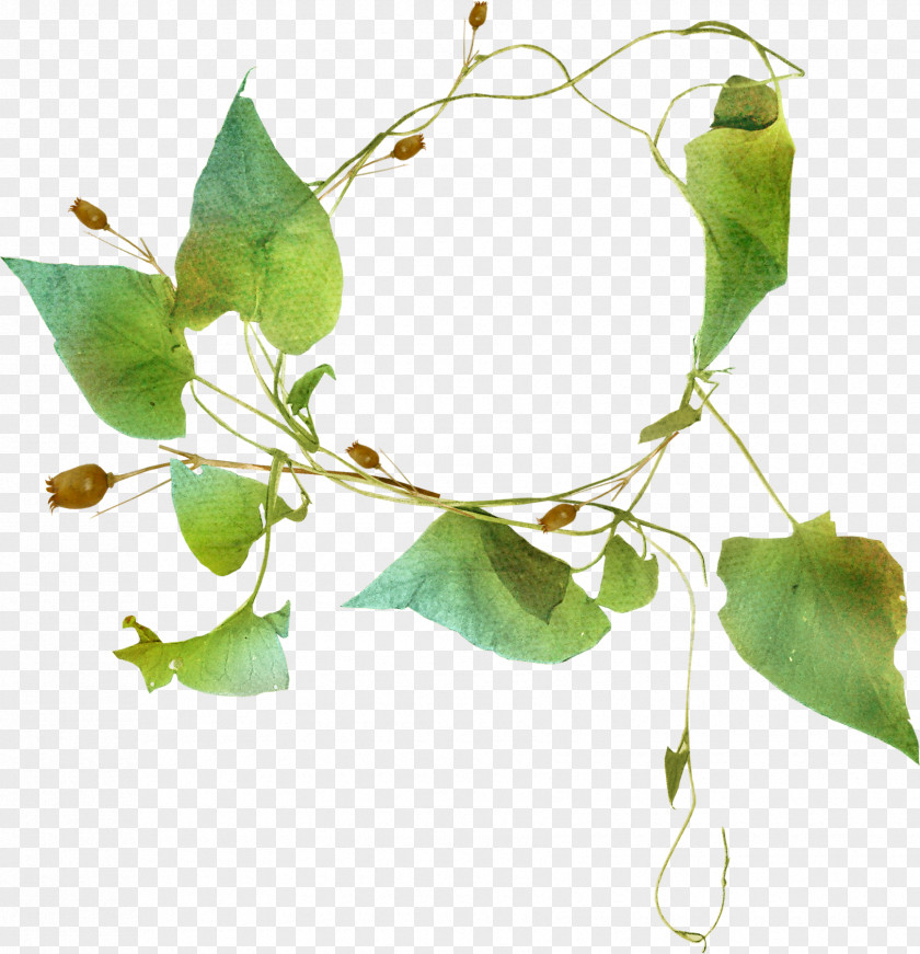 Beautiful Foliage Ring Download Ipomoea Nil Leaf PNG