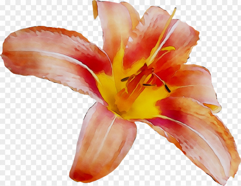 Canna Orange Lily PNG