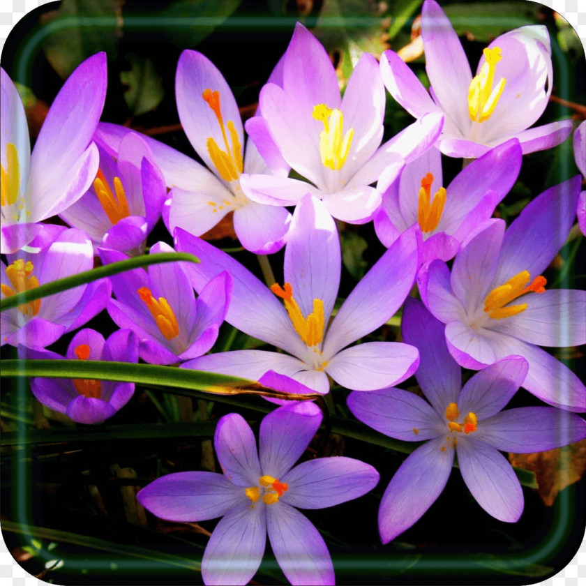 Crocus Wildflower Purple PNG
