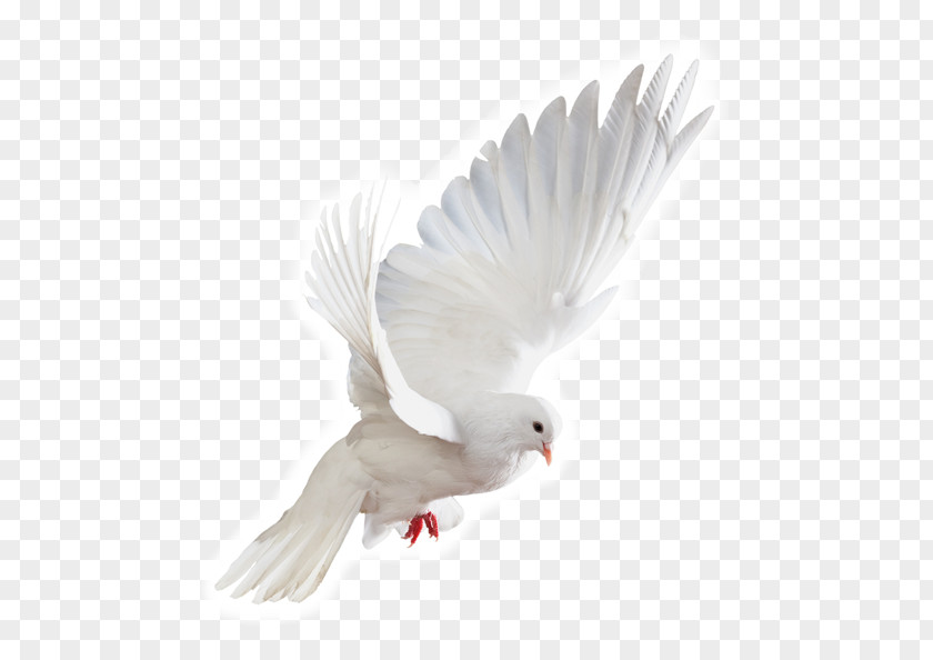 Doves Flying Stock Photography Image Clip Art Royalty-free PNG