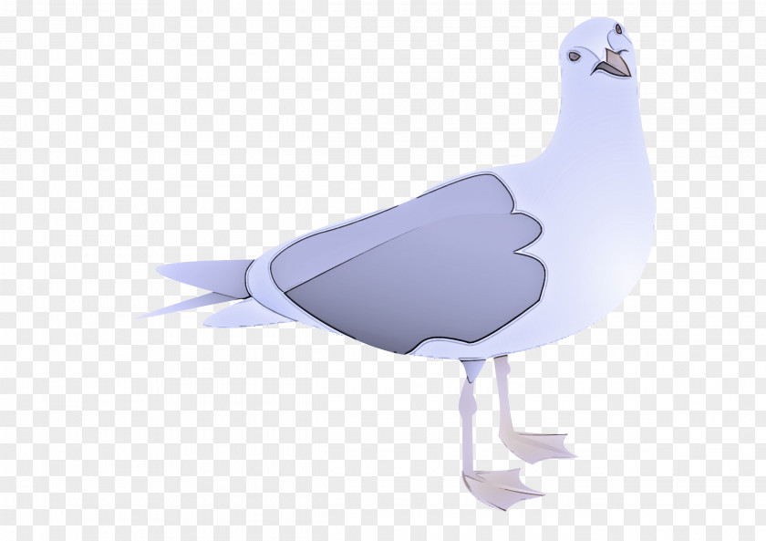 Goose Gull Bird Beak Seabird PNG