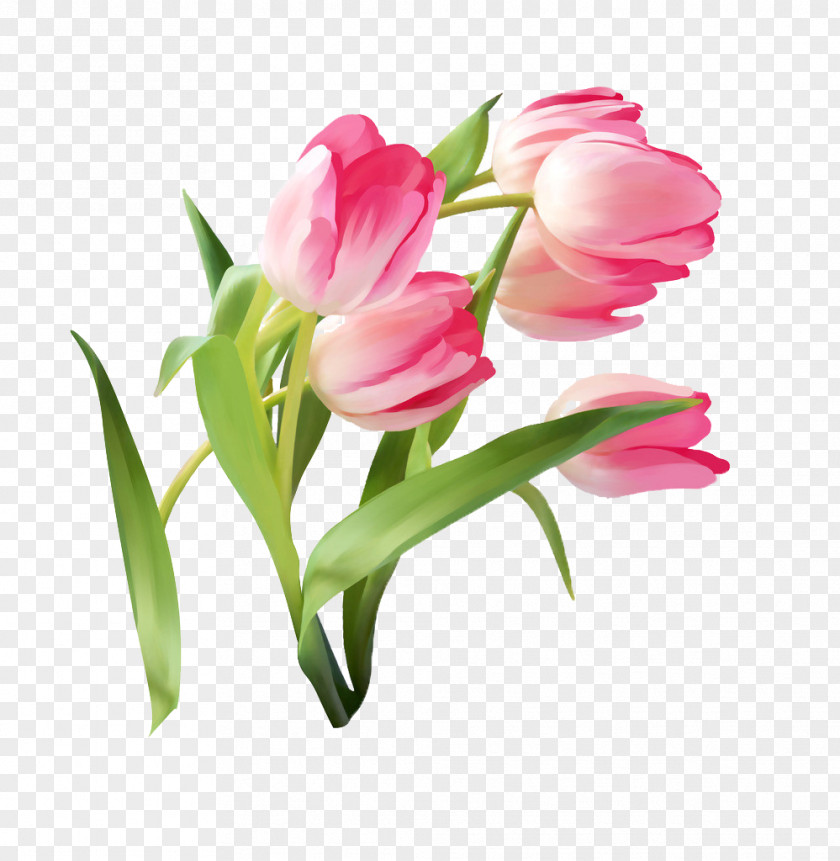 Gouache Tulip Picture Material Flower PNG