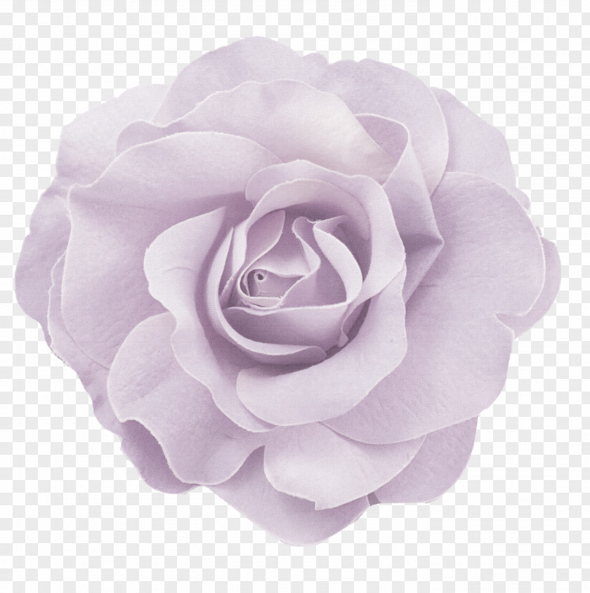 Lavender Flower Decoration Pattern Pink Color PNG