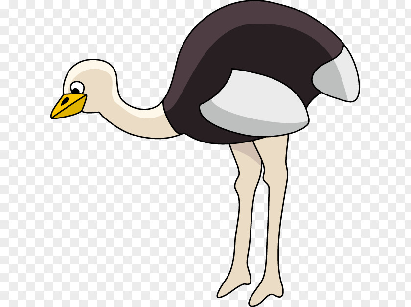 Ostrich Common Flightless Bird Clip Art PNG