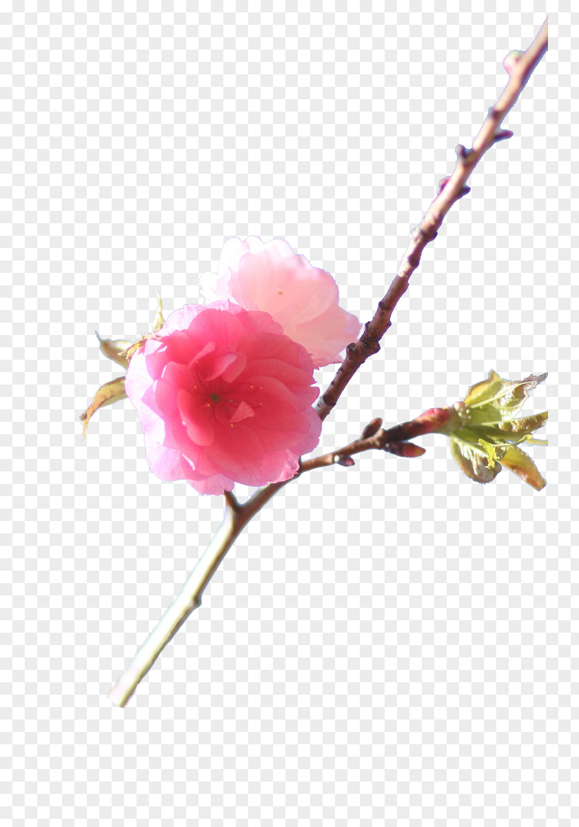Pink Cherry Blossom Branches Branch PNG