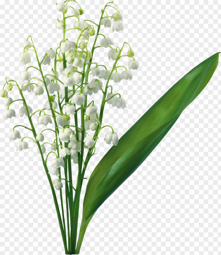 Transparent Lily Of The Valley Flower Lilium Clip Art PNG