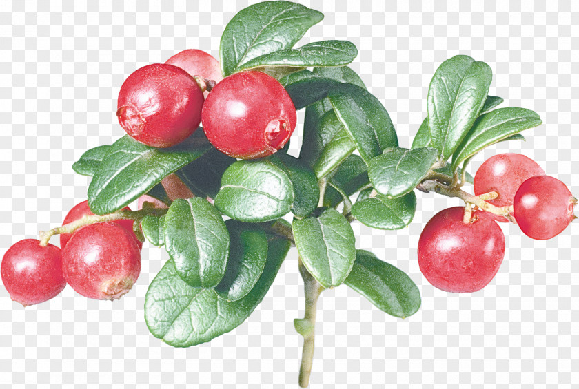 Tree Cranberry Flowering Plant Arctostaphylos Uva-ursi Lingonberry Fruit PNG