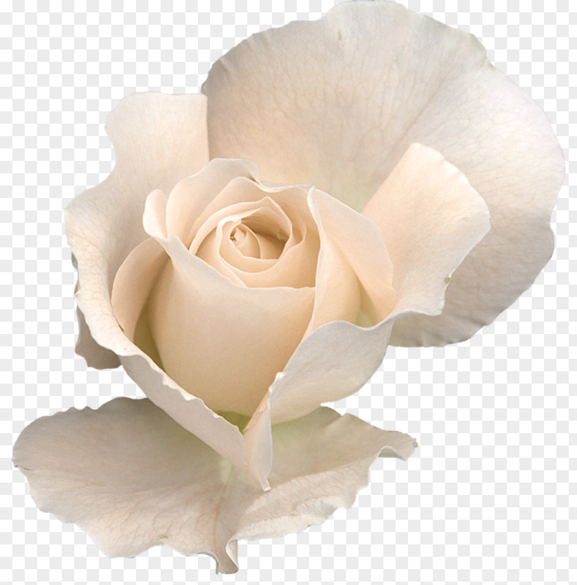 White Rose Transparent Flower Clip Art PNG