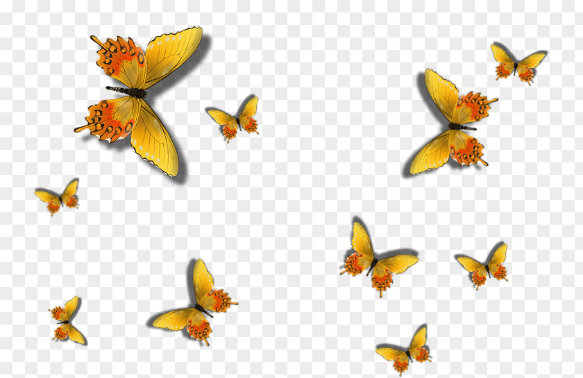 Butterfly GIMP Insect PNG