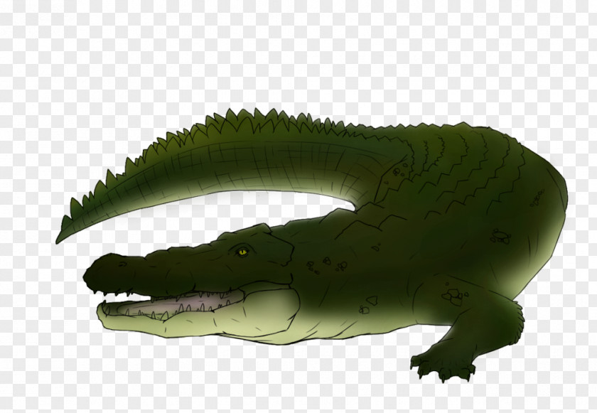 Crocodile Crocodiles Alligator Saltwater Painting Drawing PNG