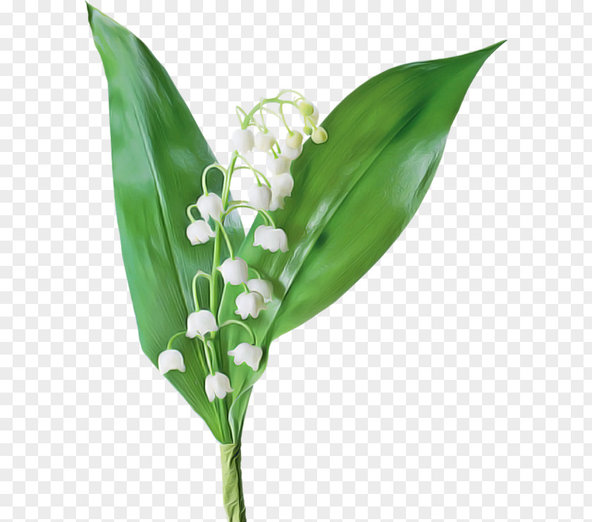 Flower Bouquet PNG