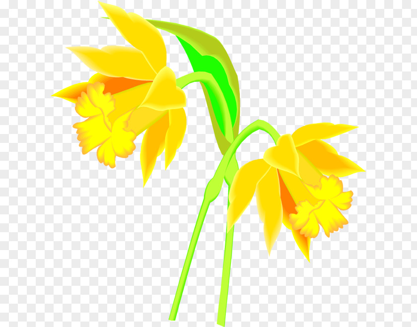 Flower Cut Flowers PNG