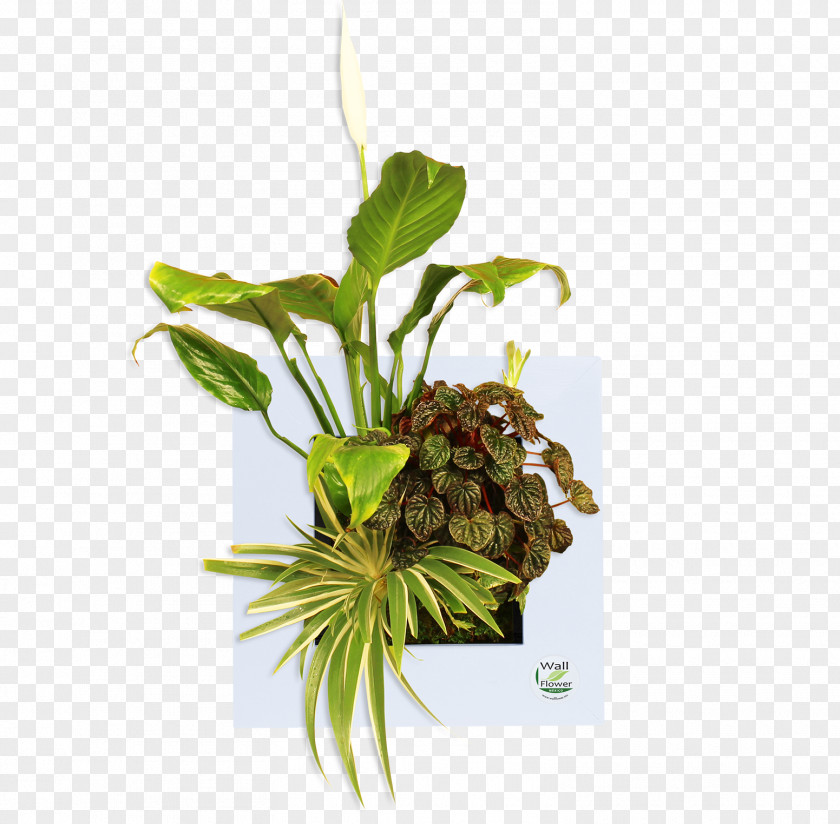 Leaf Flowerpot Herb Plant Stem PNG