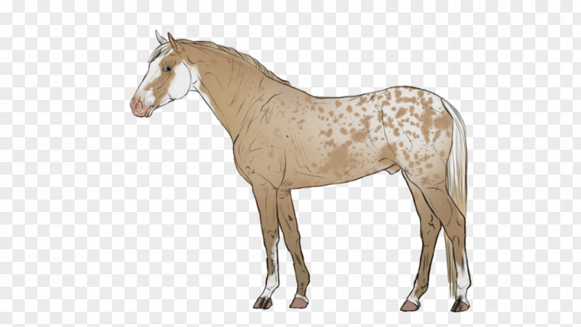 Mustang Mane Stallion Appaloosa Foal PNG