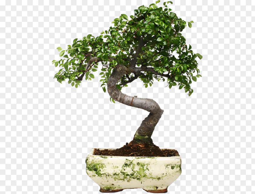 Tree Indoor Bonsai Pinus Thunbergii Japanese Garden Deadwood Techniques PNG