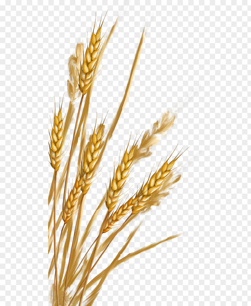 Wheat Emmer Spelt Rye Cereal Germ Whole Grain PNG